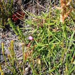 Drosera aliciae