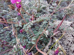 Indigofera humifusoides