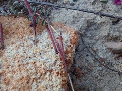 Indigofera humifusoides