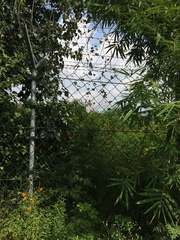 Cosmos sulphureus