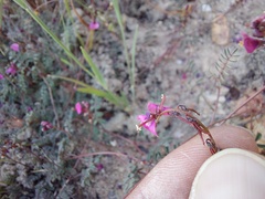 Indigofera humifusoides