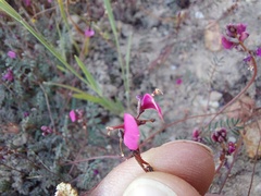 Indigofera humifusoides