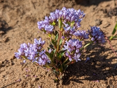Pentanisia prunelloides