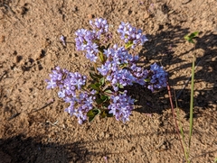 Pentanisia prunelloides