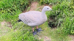 Cereopsis novaehollandiae