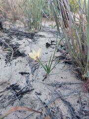 Moraea lewisiae