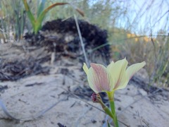 Moraea lewisiae
