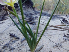 Moraea lewisiae