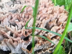 Podoscypha multizonata