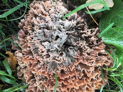 Podoscypha multizonata