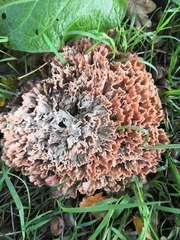 Podoscypha multizonata