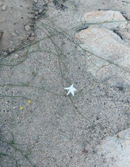 Convolvulus capensis