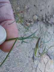 Convolvulus capensis