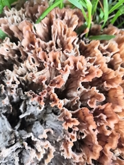 Podoscypha multizonata