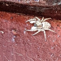 Salticidae