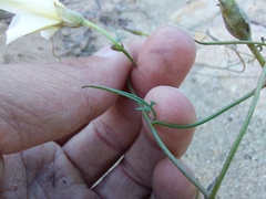 Convolvulus capensis