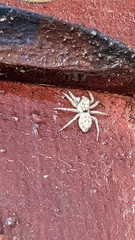 Salticidae