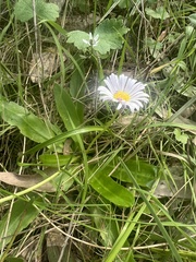 Brachyscome decipiens