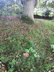 Podoscypha multizonata