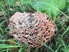 Podoscypha multizonata