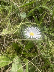 Brachyscome decipiens