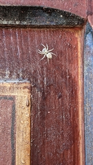Salticidae