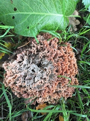 Podoscypha multizonata