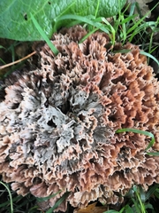 Podoscypha multizonata