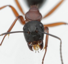 Camponotus innexus