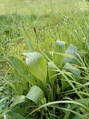 Plantago lanceolata