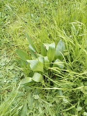 Plantago lanceolata