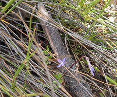 Lobelia neglecta