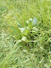 Plantago lanceolata