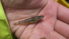 Rhinogobius gigas