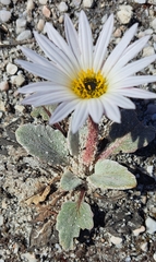 Arctotis verbascifolia