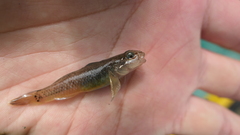 Rhinogobius gigas