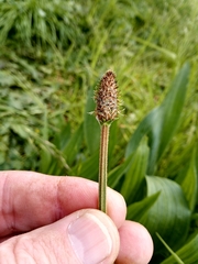 Plantago lanceolata