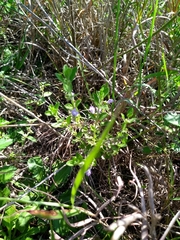 Scutellaria drummondii