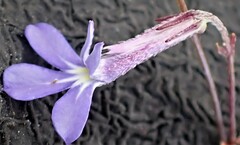 Lobelia neglecta