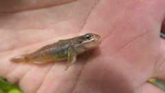 Rhinogobius gigas