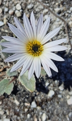 Arctotis verbascifolia