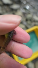Rhinogobius gigas
