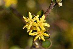 Corokia cotoneaster