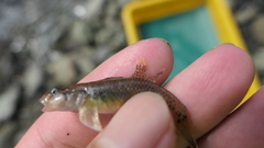 Rhinogobius gigas