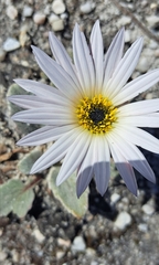 Arctotis verbascifolia