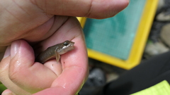 Rhinogobius gigas