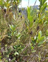 Laurophyllus capensis