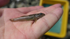 Rhinogobius gigas