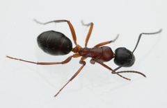 Camponotus innexus