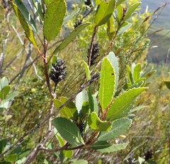 Laurophyllus capensis